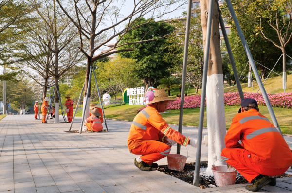 南京网上配资 准备过冬啦！白云区加紧对5.8万株树木涂白“添衣”